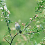 Bird9