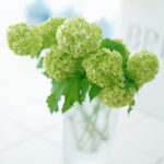 Flower12