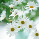 Flower14