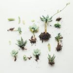 flat lay photo of succulent plant